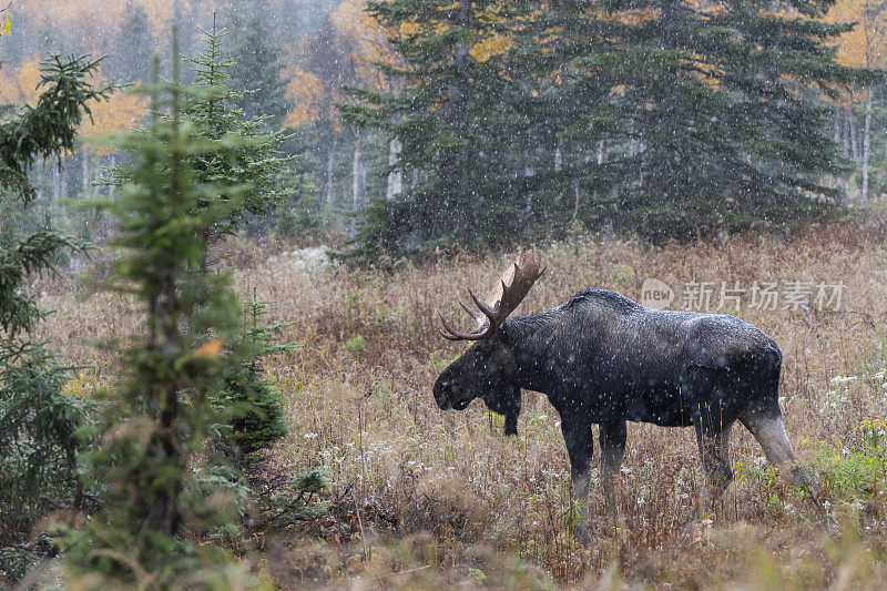 公牛驼鹿在第一场雪，Alces Alces。